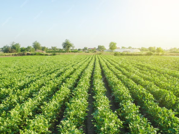 Agricultural Land in Yadadri-Bhuvanagiri District, Alair for sale