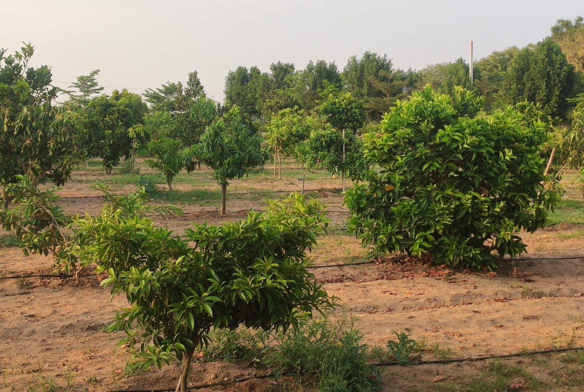 Open Plots in Ranga Reddy (hmda zone), Kandukur for sale