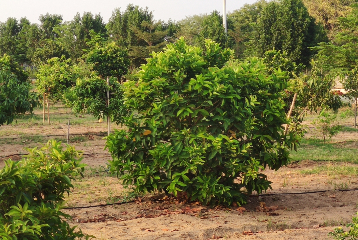 Open Plots in Ranga Reddy (hmda zone), Kandukur for sale
