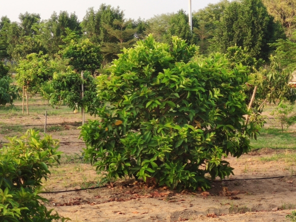 Open Plots in Ranga Reddy (hmda zone), Kandukur for sale