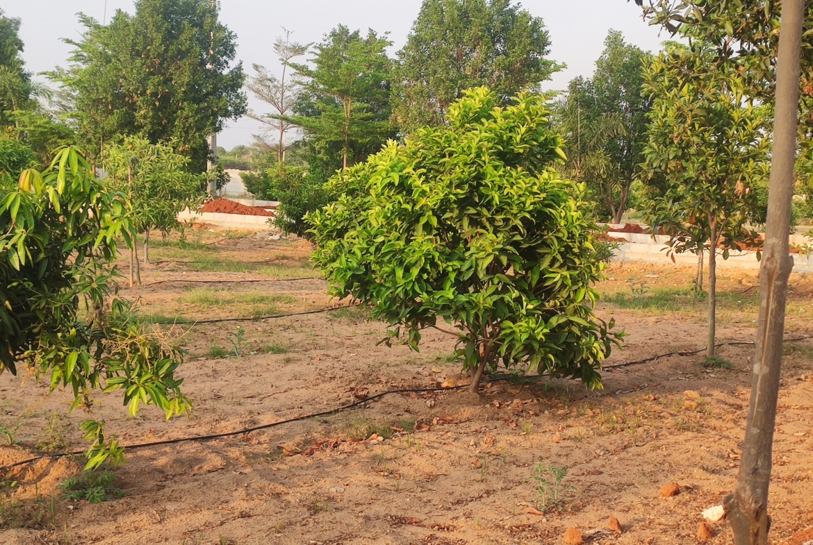 Open Plots in Ranga Reddy (hmda zone), Kandukur for sale