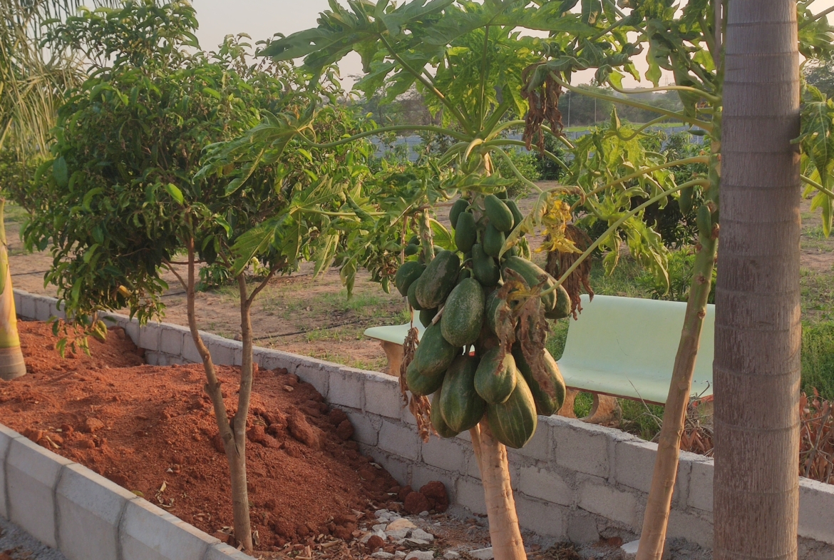 Open Plots in Ranga Reddy (hmda zone), Kandukur for sale