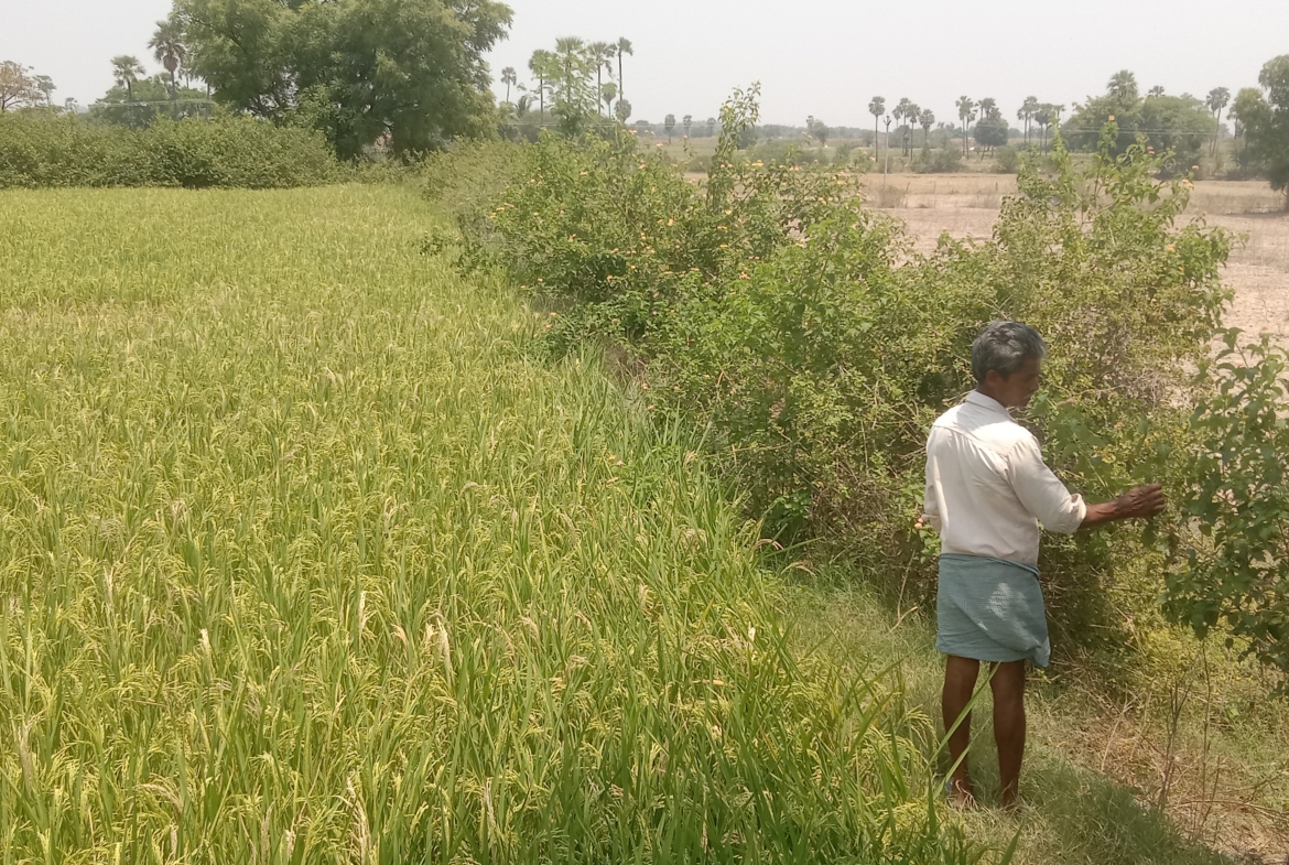 Agricultural Land in Yadadri-Bhuvanagiri District, Valigonda for sale