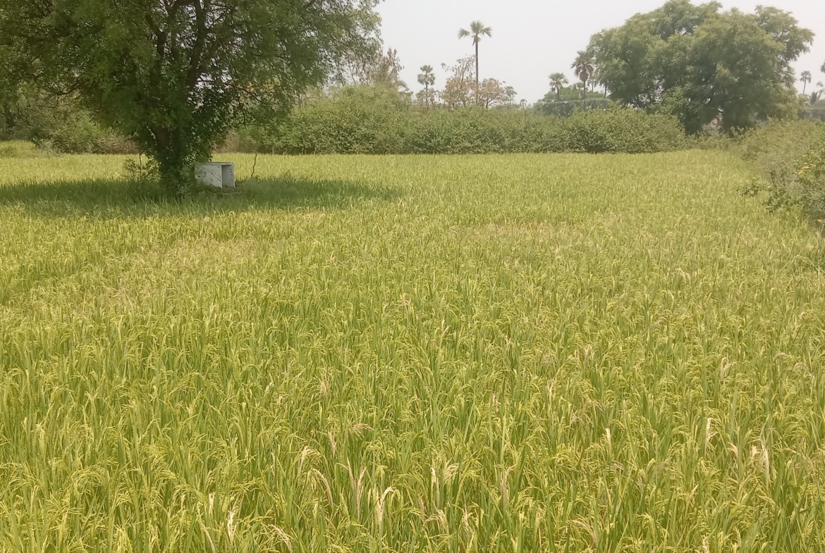 Agricultural Land in Yadadri-Bhuvanagiri District, Valigonda for sale
