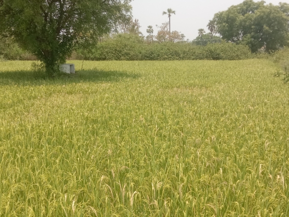 Agricultural Land in Yadadri-Bhuvanagiri District, Valigonda for sale