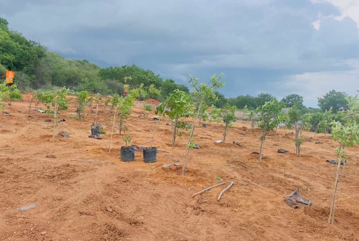 Agricultural Land in Jangoan District, Ragunathpally for sale
