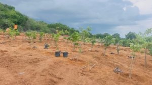 Agricultural Land in Jangoan District, Ragunathpally for sale