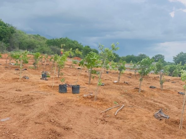 Agricultural Land in Jangoan District, Ragunathpally for sale