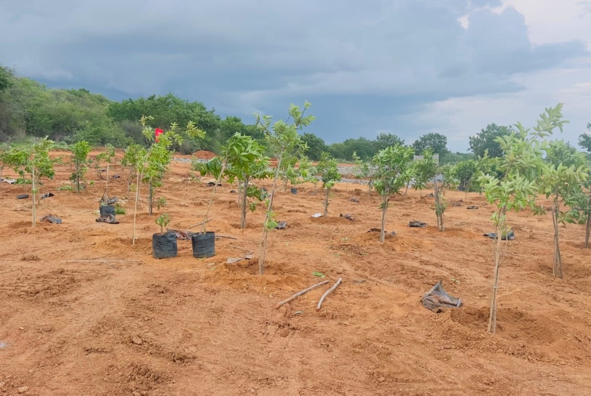 Agricultural Land in Jangoan District, Ragunathpally for sale