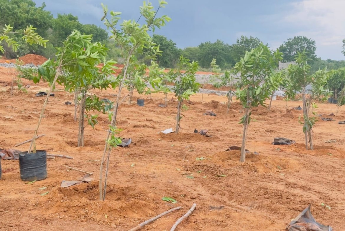 Agricultural Land in Jangoan District, Ragunathpally for sale